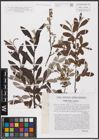 Foto von Salix aurita L. x Salix eleagnos Scop.